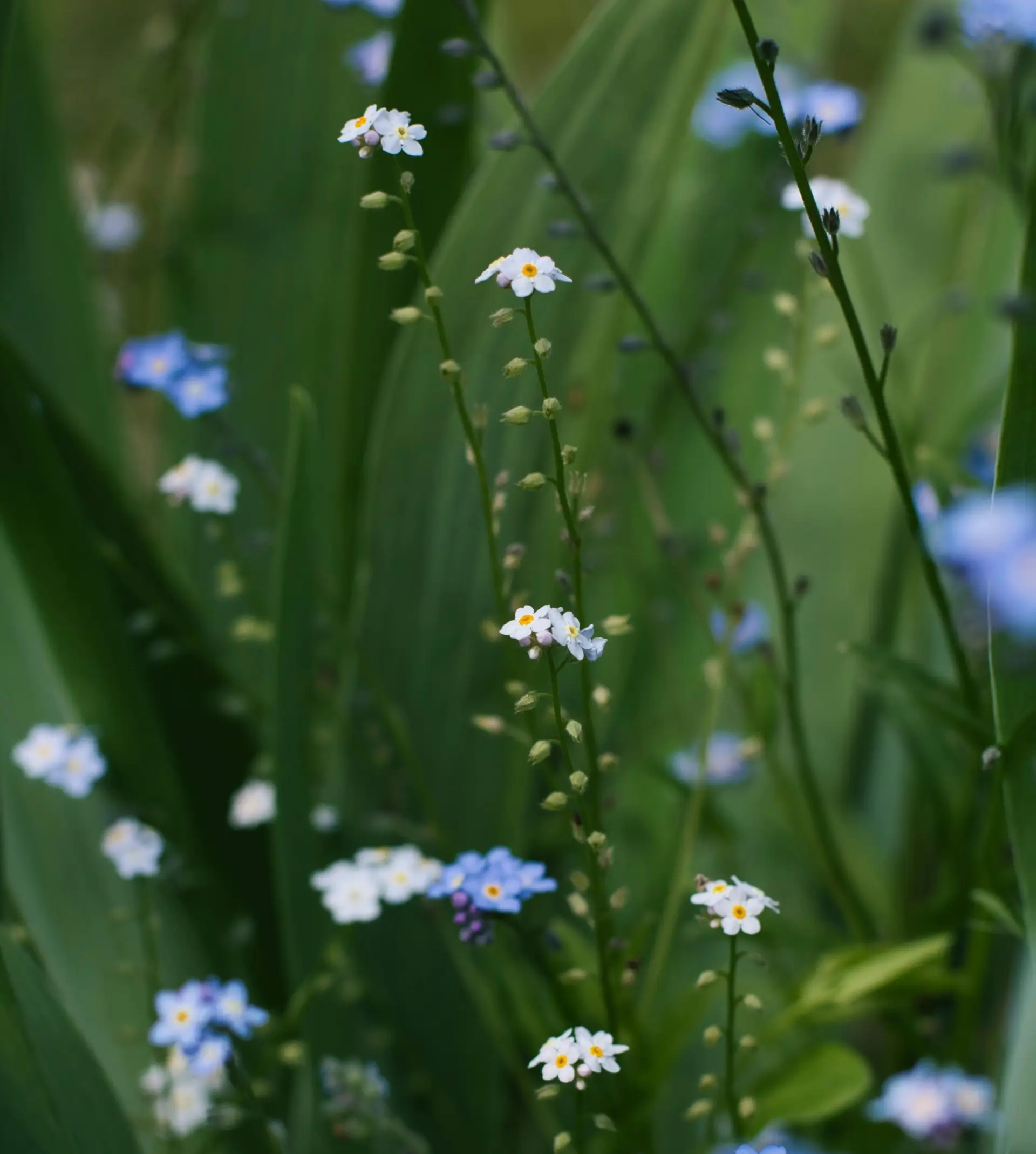 Some flowers