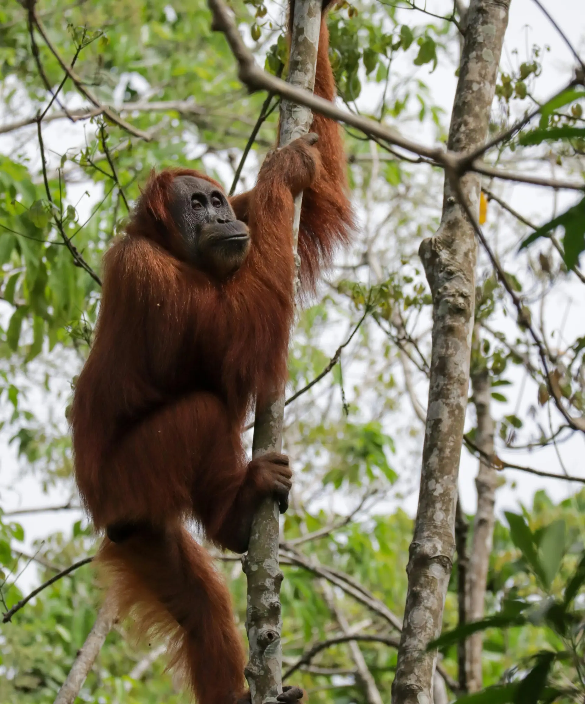 An orangutan in a tree