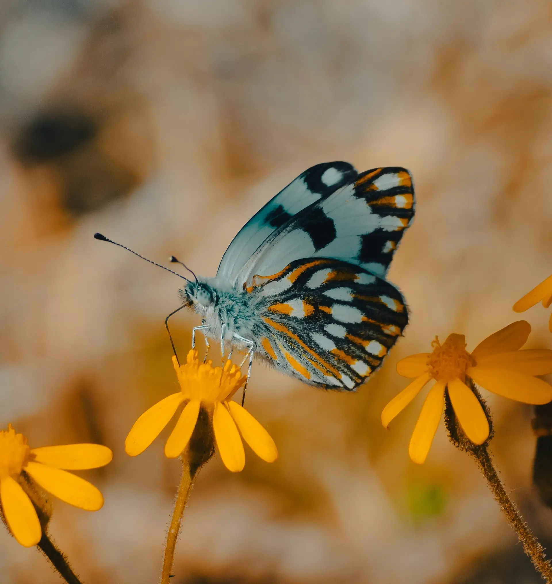 A butterfly on a flower